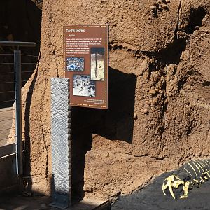 Elephant Odyssey - Fossil Portal