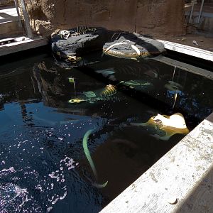 Elephant Odyssey - Fossil Portal Tar Pit