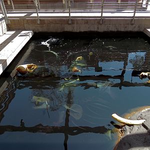 Elephant Odyssey - Fossil Portal Tar Pit