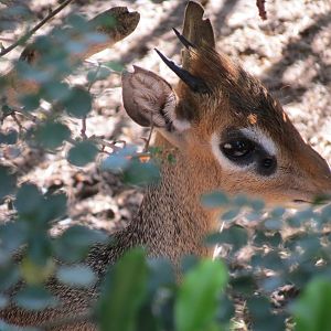 Elephant Odyssey - Two-toed Tree Sloth and Kirks Dik-dik Exhibit