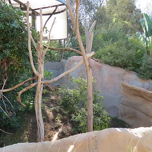 Elephant Odyssey - Two-toed Tree Sloth and Kirks Dik-dik Exhibit