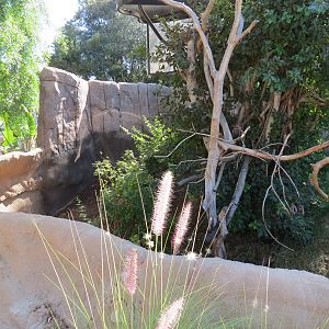 Elephant Odyssey - Two-toed Tree Sloth and Kirks Dik-dik Exhibit
