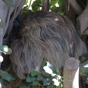 Elephant Odyssey - Two-toed Tree Sloth and Kirks Dik-dik Exhibit