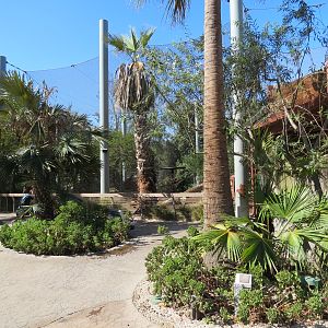 Elephant Odyssey - African Lion Exhibit