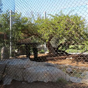 Elephant Odyssey - African Lion Exhibit