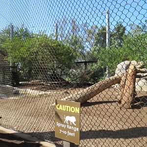 Elephant Odyssey - African Lion Exhibit