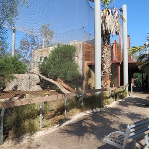 Elephant Odyssey - African Lion Exhibit