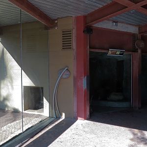 Elephant Odyssey - African Lion Exhibit