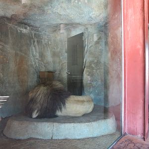 Elephant Odyssey - African Lion Exhibit