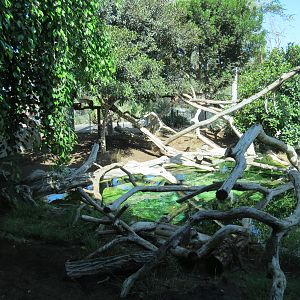 Elephant Odyssey - Jaguar Exhibit