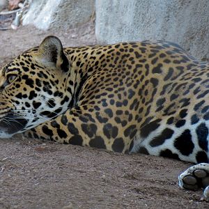 Elephant Odyssey - Jaguar Exhibit