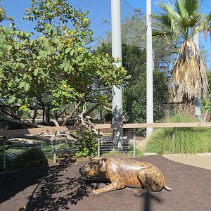 Elephant Odyssey - Jaguar Exhibit