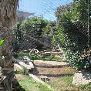 Elephant Odyssey - Jaguar Exhibit
