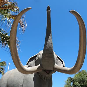 Elephant Odyssey - Extinct Columbian Mammoth Statues