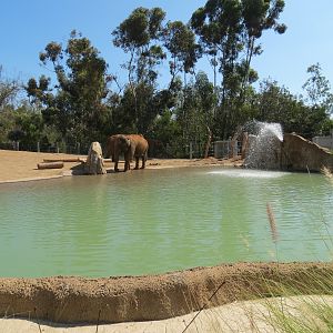 Elephant Odyssey - African and Asian Elephant Exhibit 1