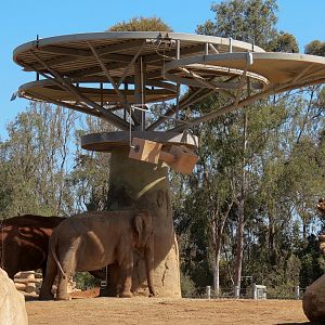 Elephant Odyssey - African and Asian Elephant Exhibit 1