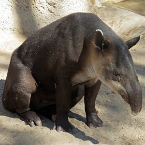 Elephant Odyssey - Bairds Tapir and Others Exhibit 1 - Bairds Tapir