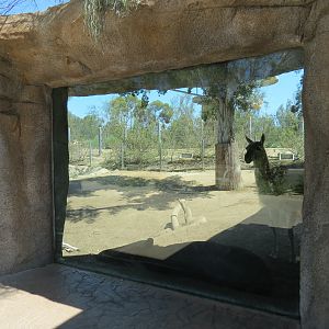 Elephant Odyssey - Bairds Tapir and Others Exhibit 2