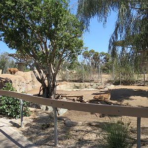 Elephant Odyssey - Bairds Tapir and Others Exhibit 2