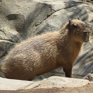 Elephant Odyssey - Bairds Tapir and Others Exhibit 2 - Capybara