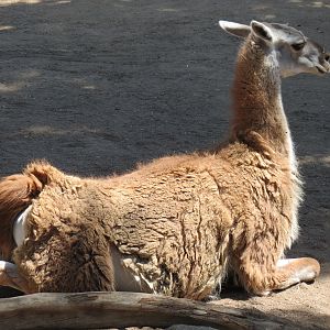 Elephant Odyssey - Bairds Tapir and Others Exhibit 2 - Guanaco