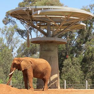 Elephant Odyssey - African and Asian Elephant Exhibit 1