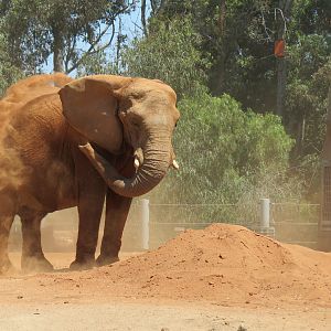 Elephant Odyssey - African and Asian Elephant Exhibit 1
