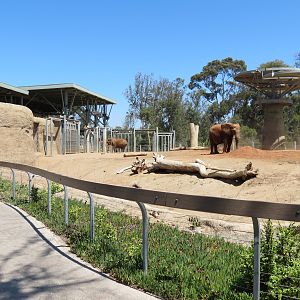 Elephant Odyssey - African and Asian Elephant Exhibit 1