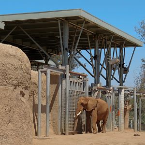 Elephant Odyssey - African and Asian Elephant Exhibit 1