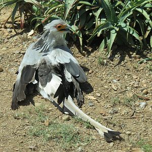Elephant Odyssey - Secretary Bird and Black-billed Magpie Exhibit