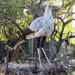 Elephant Odyssey - Secretary Bird and Black-billed Magpie Exhibit