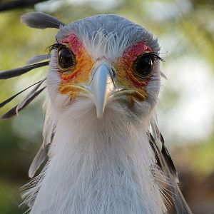 Elephant Odyssey - Secretary Bird and Black-billed Magpie Exhibit