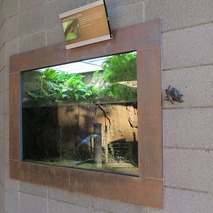 Elephant Odyssey - Sunburst Diving Beetle Exhibit