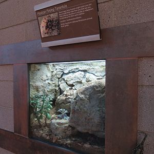 Elephant Odyssey - Mexican Fireleg Tarantula Exhibit
