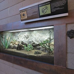 Elephant Odyssey - North American Dung Beetle Exhibit