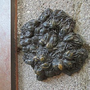 Elephant Odyssey - North American Dung Beetles Statue