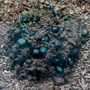 Elephant Odyssey - North American Dung Beetle Exhibit