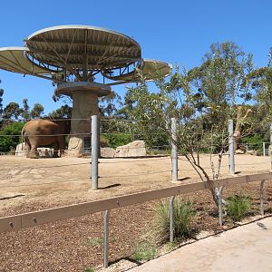 Elephant Odyssey - African and Asian Elephant Exhibit 3