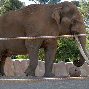 Elephant Odyssey - African and Asian Elephant Exhibit 3
