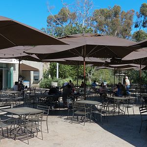 Elephant Odyssey - Sabertooth Grill