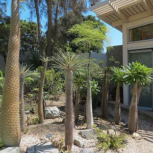 Elephant Odyssey - Madagascar Plants