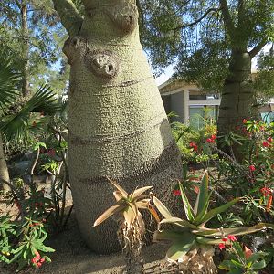 Elephant Odyssey - Madagascar Plants