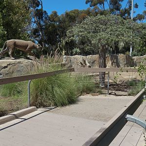 Elephant Odyssey - Pronghorn and Dromedary Camel Exhibit