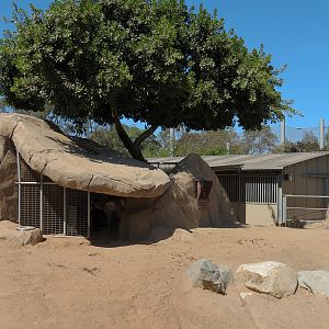 Elephant Odyssey - Pronghorn and Dromedary Camel Exhibit