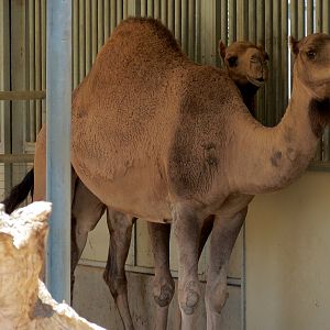 Elephant Odyssey - Pronghorn and Dromedary Camel Exhibit