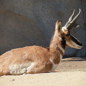 Elephant Odyssey - Pronghorn and Dromedary Camel Exhibit
