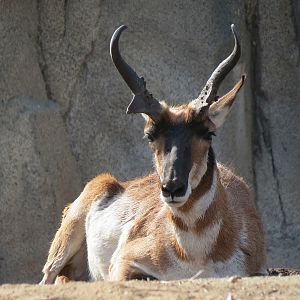 Elephant Odyssey - Pronghorn and Dromedary Camel Exhibit