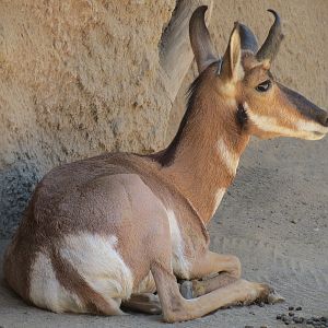Elephant Odyssey - Pronghorn and Dromedary Camel Exhibit