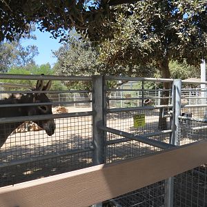 Elephant Odyssey - Domestic Horse and Burro Exhibit