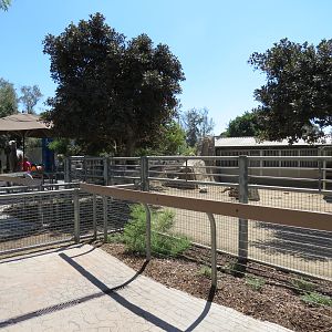 Elephant Odyssey - Domestic Horse and Burro Exhibit